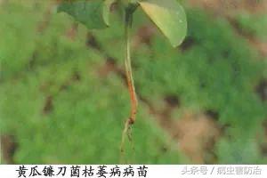 小麦枯萎发黄死苗怎么回事,秧苗移栽后大面积枯萎是什么原因