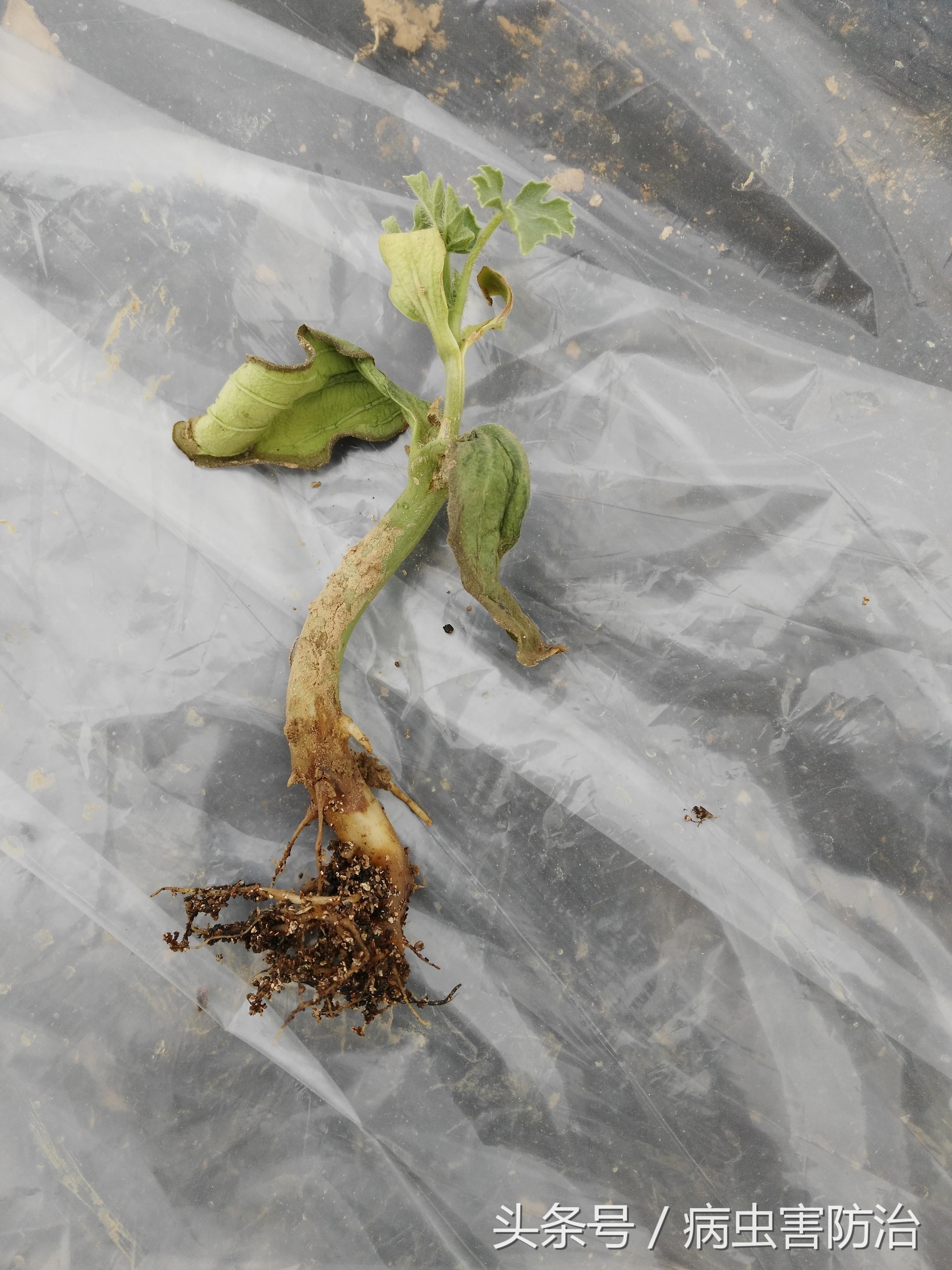 小麦枯萎发黄死苗怎么回事,秧苗移栽后大面积枯萎是什么原因