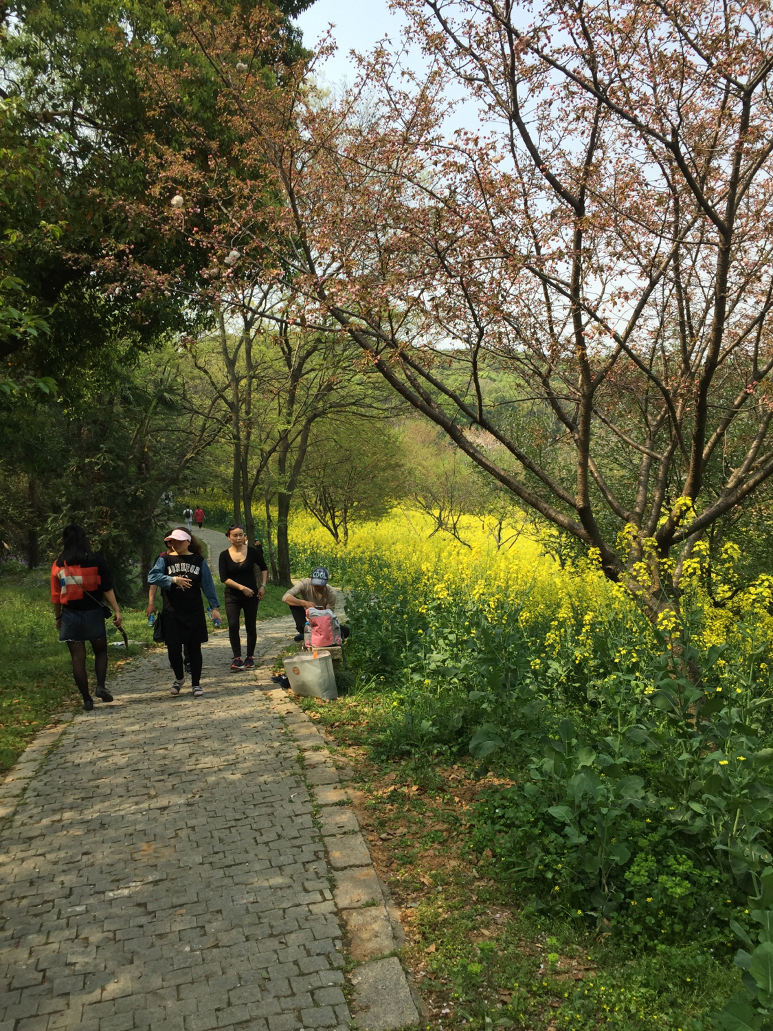 上方山国家森林公园苏州,上方山国家森林公园樱花