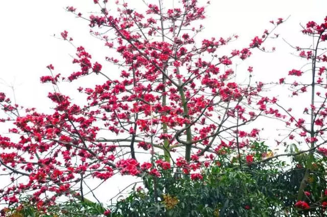 湿气变重怎么办,湿气重身体又上火怎么办