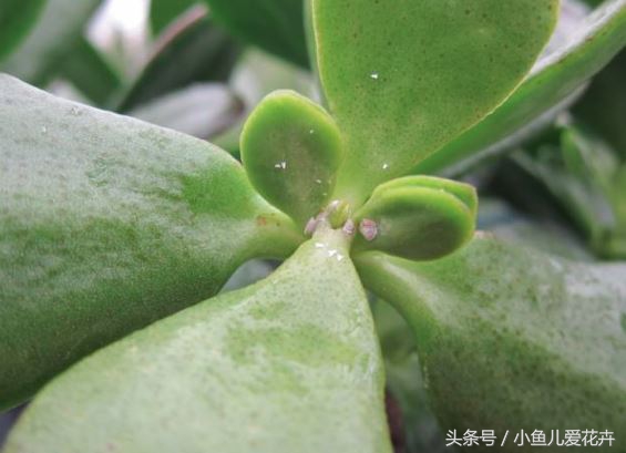 家庭养花常见虫害防治方法,家庭养花防治虫害方法有哪些