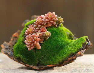 苔藓微景观怎么赚大钱,苔藓微景观能挣钱吗