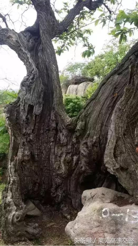 清明游莱芜莲花山,莱芜旅游十大必去景点