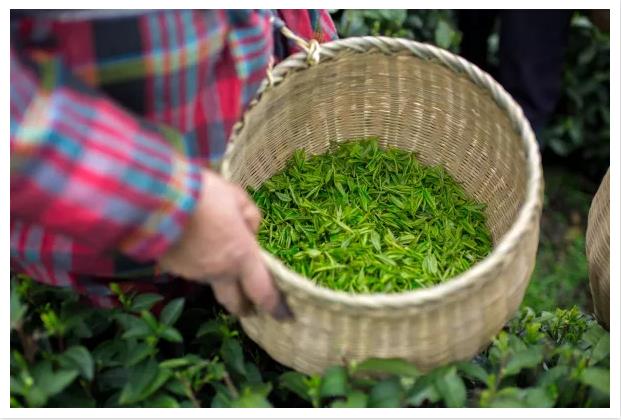 黄山毛峰为什么那么便宜,黄山毛峰茶为什么这么香