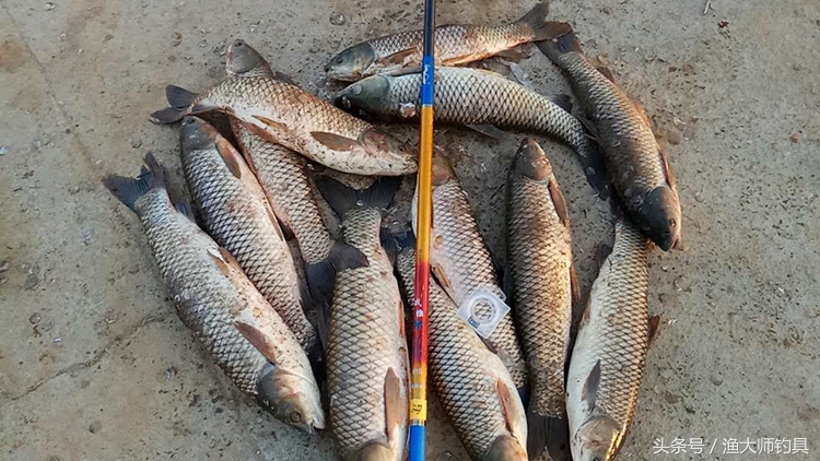 狼王钓青鱼,狼王鱼竿超轻超硬