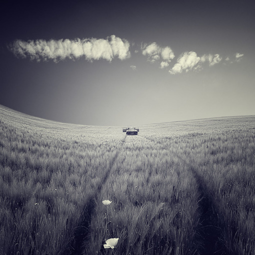 一花一世界一叶一菩提本来无一物,一花一世界一叶一菩提