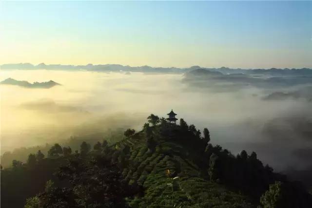 广西九大茶园美爆了