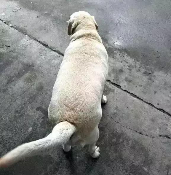 十个拉布拉多,拉布拉多一窝下14个人