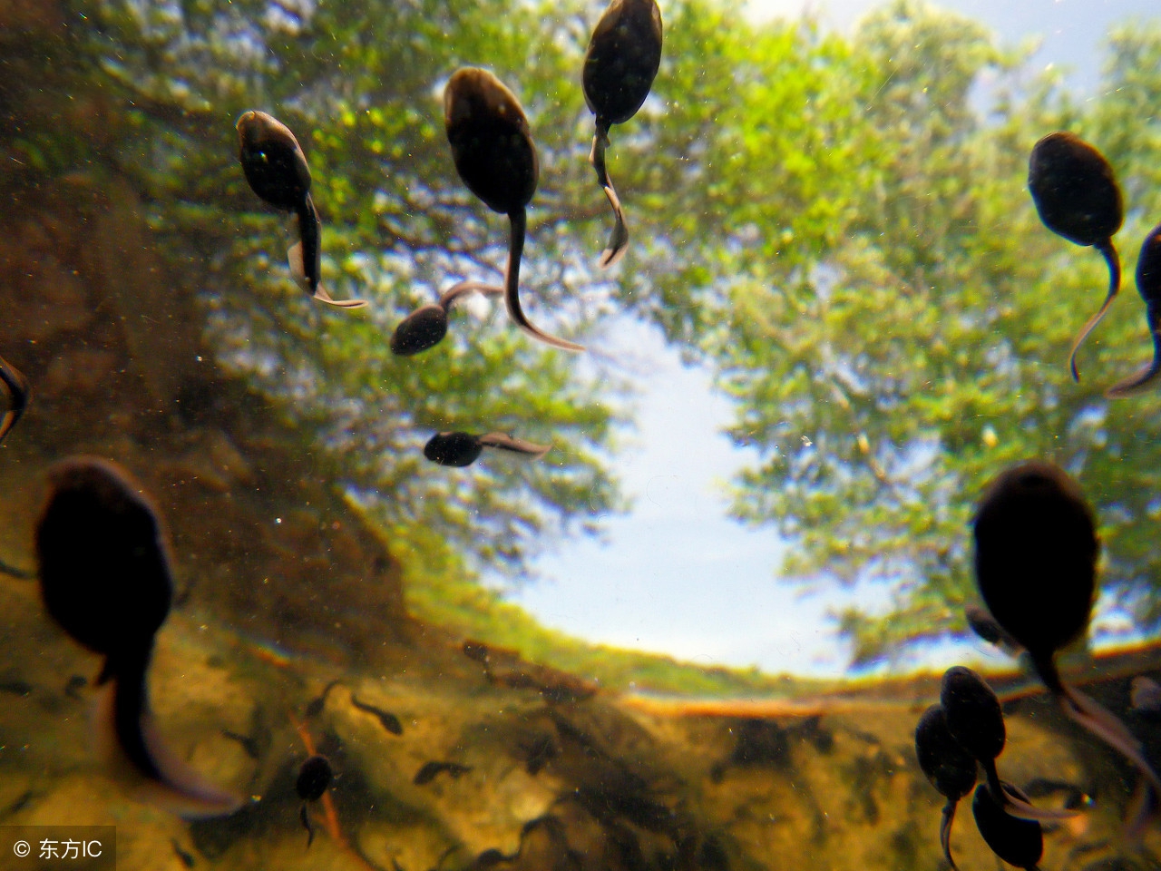 母亲信偏方喂孩子吃活蝌蚪,信偏方的后果