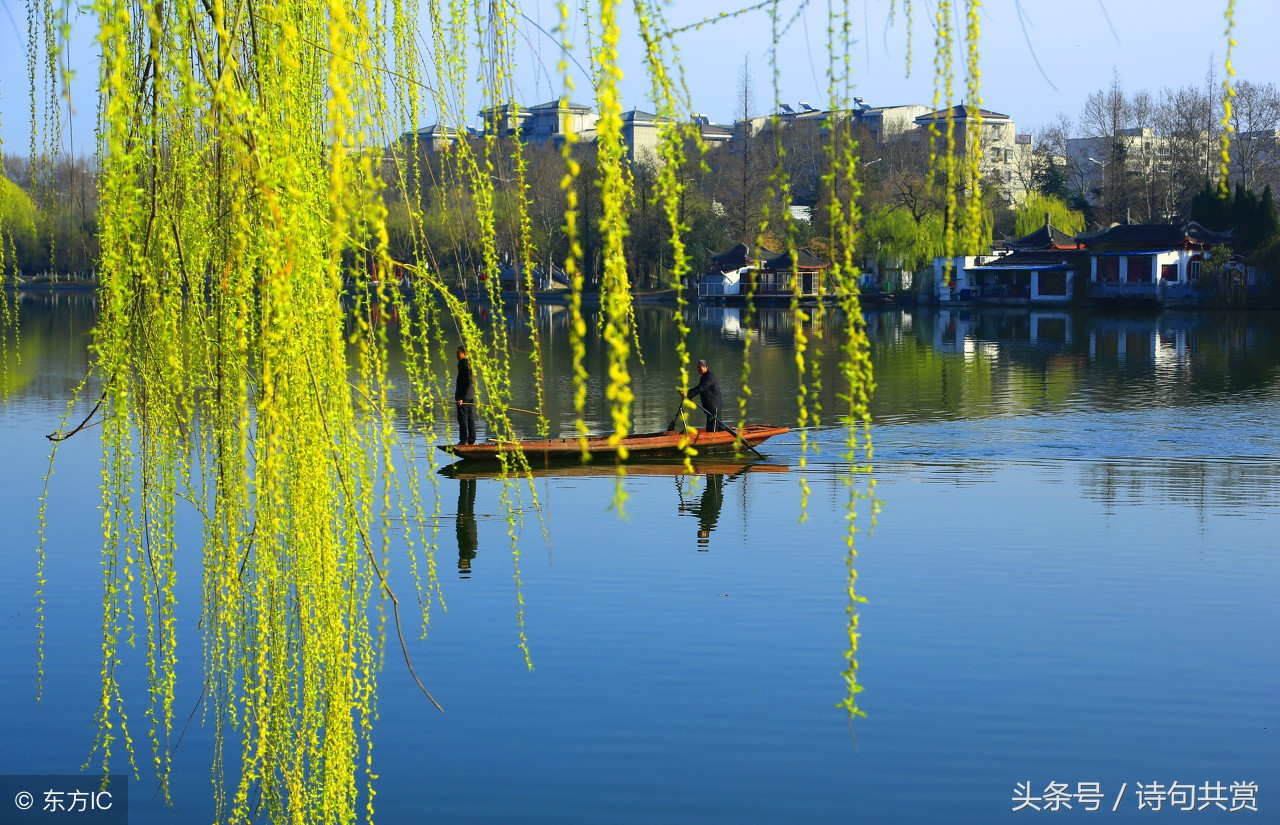 咏柳贺知章唐诗朗诵,古诗咏柳贺知章视频