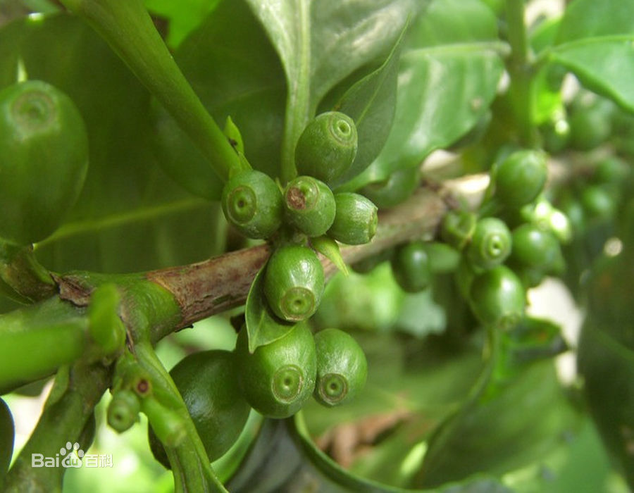 云南小粒咖啡原产地,云南小粒咖啡如何