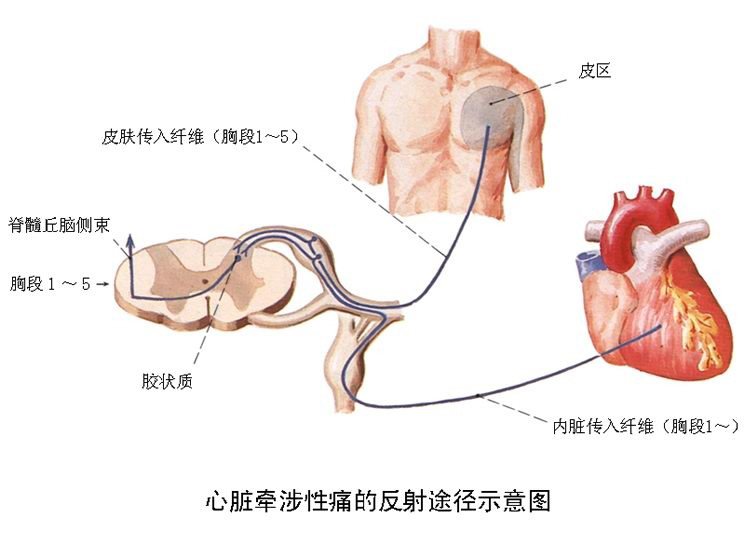 饭后心口窝和背部痛,胃痛跟胆绞痛怎么区别
