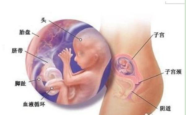 宝宝周岁九张图,胎儿发育过程图三个月胎儿