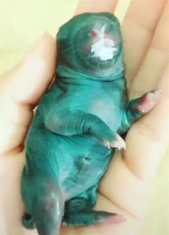 小兔子刚出生兔妈妈不喂奶怎么办,小兔子刚出生就没有妈妈怎么喂食