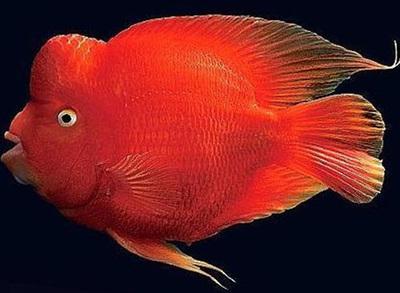 血鹦鹉的养殖方法和注意事项,血鹦鹉怎么养