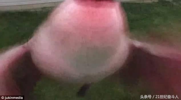 什么鹅的战斗力最强,鹅的战斗力是什么梗