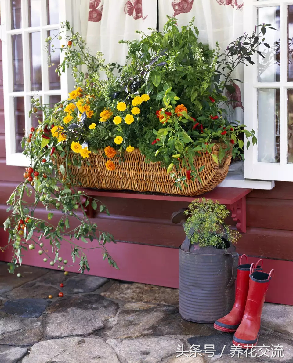 窗台上种上这几种盆栽花卉，四季都灿烂多彩