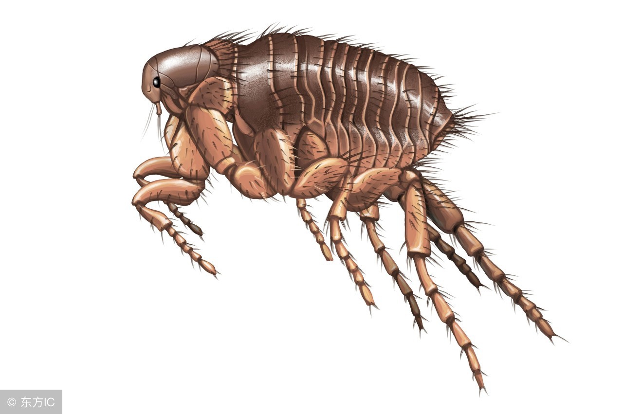 跳蚤可怕的克星,跳蚤太可怕了一旦被咬苦不堪言