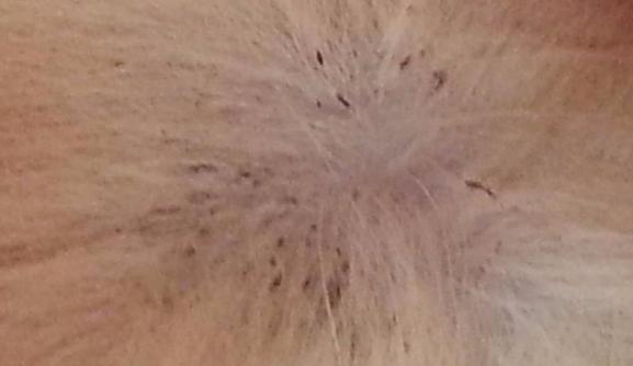 跳蚤可怕的克星,跳蚤太可怕了一旦被咬苦不堪言