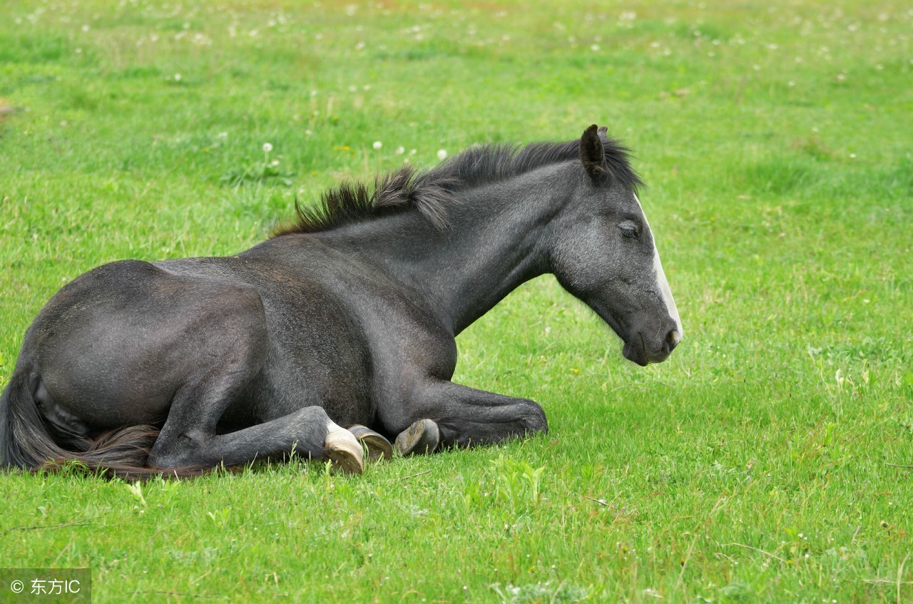 午马生肖马,生肖马午马