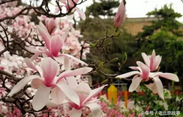 北京40个春游好去处!赏花、放风筝、爬山、烧烤……想怎么嗨都行!