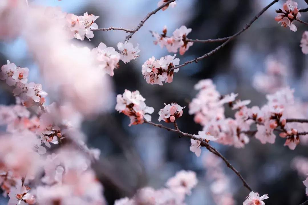 大连高校校花大pk,大连高中校花