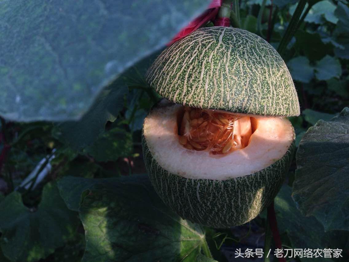 哈密瓜低温如何预防裂瓜,哈密瓜膨大期用磷酸二氢钾