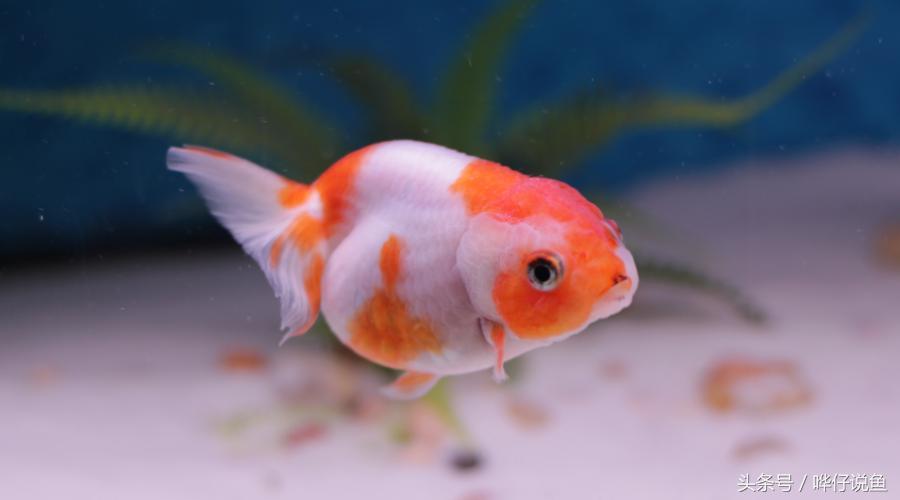 适合小鱼缸饲养的观赏鱼,观赏鱼小型怎么选鱼好养