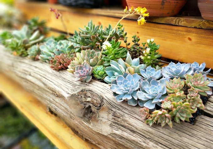 深圳东莞旅游景点推荐,东莞免费景点排名大全集