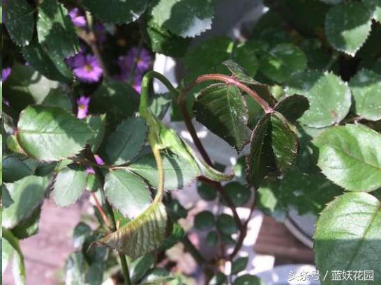 网购月季到家花苞蔫了怎么办,月季换盆后花苞蔫了怎么补救