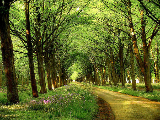 绝美林荫,绝美林荫道创意图片