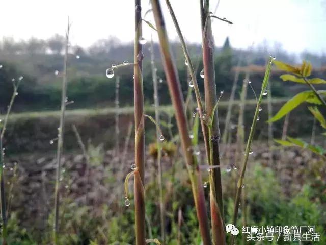 革命之火处处燃起是哪个电影台词,鄂豫皖革命