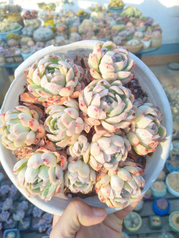 好看还有香味的多肉，每天闻一闻，快乐一整天