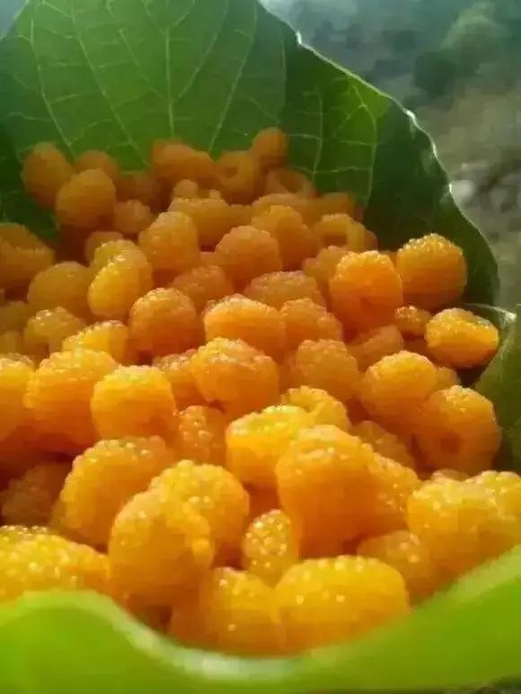 鏅幢鍚冭姃鏋滅殑瀛h妭,鏅幢鍚冭姳瀛h妭