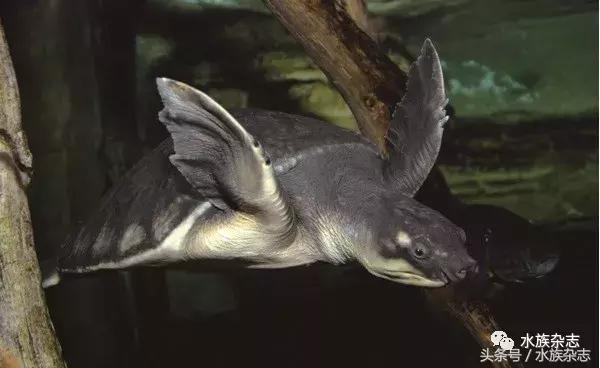 鱼缸里的龟,鱼缸里面的龟晒台