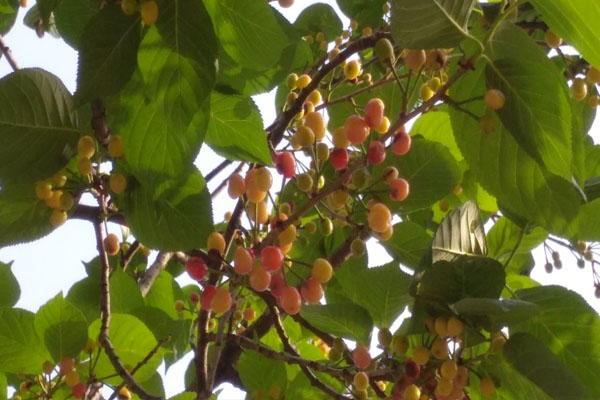 樱桃长得稀是怎么回事,樱桃长成的过程