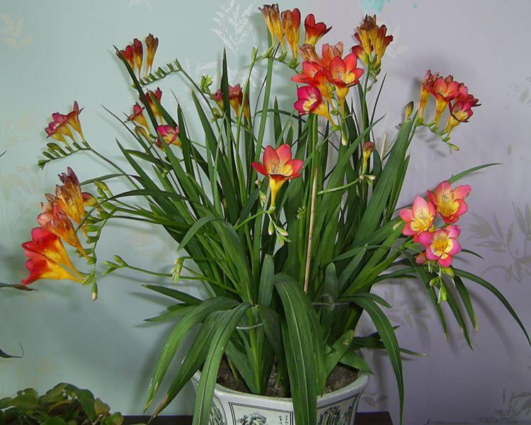 三种最适合懒人的盆栽植物,适合在家用小盆栽的会开花的植物