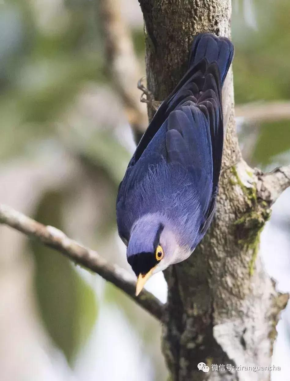 什么什么之鸟成语,带鸟字的成语大全及解释