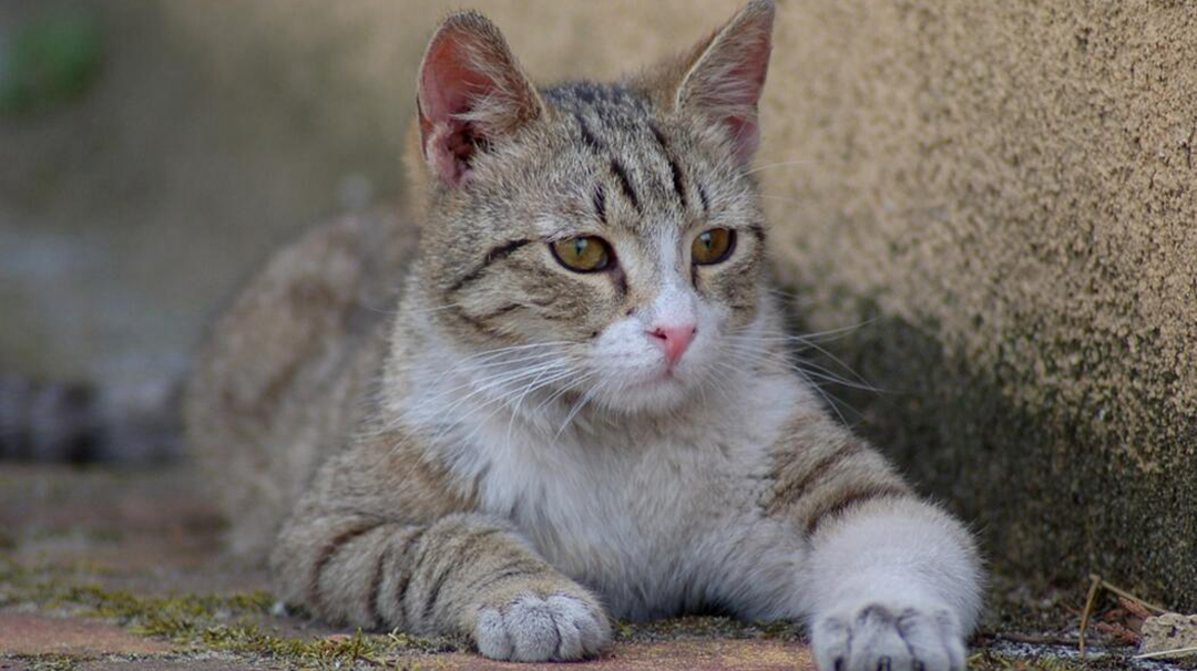 猫咪焦虑症怎么解决,猫焦虑症的症状及表现