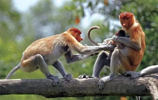 我想带你去看熟悉的风景,沙巴美景之旅