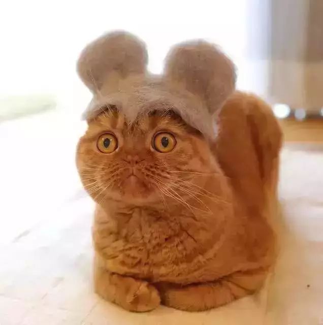 养猫铲屎官注意事项,铲屎官爱猫的三种境界