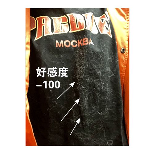 猫头秃了一块毛是怎么回事,为什么猫一直掉毛还不秃