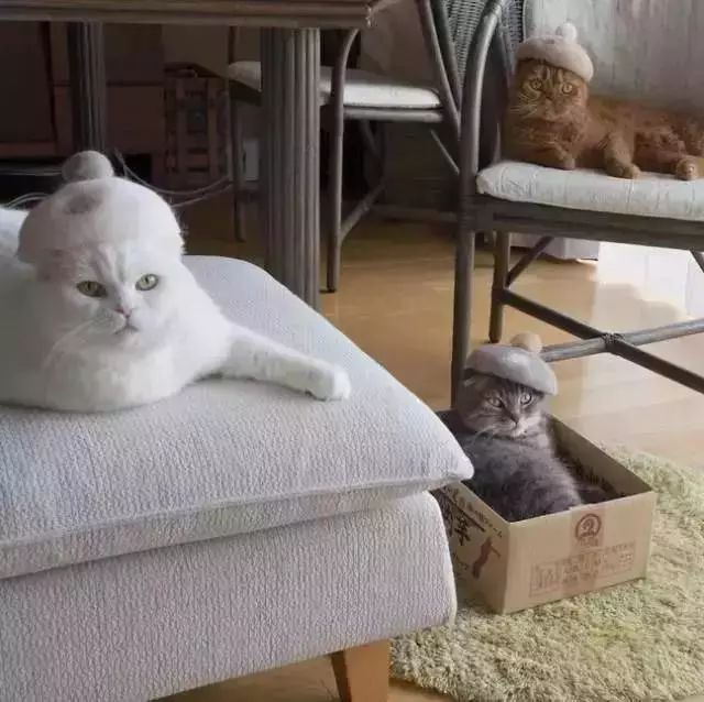 养猫铲屎官注意事项,铲屎官爱猫的三种境界