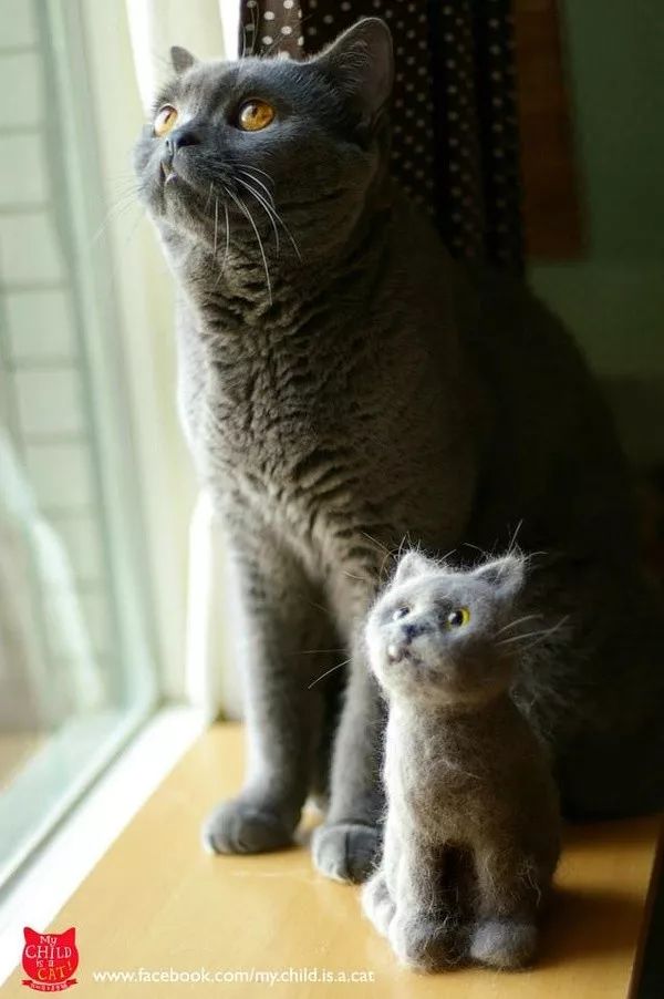 养猫铲屎官注意事项,铲屎官爱猫的三种境界