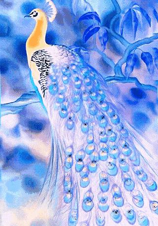 美丽的孔雀和凤凰吉祥的象征,孔雀和凤凰的寓意及象征