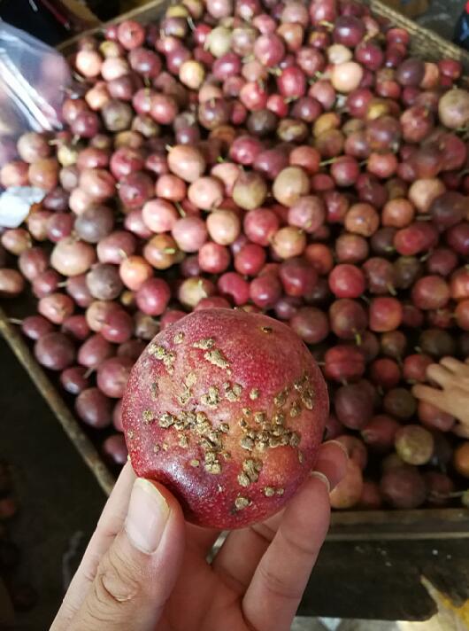 百香果病毒病的症状图片,百香果病毒病图谱及防治