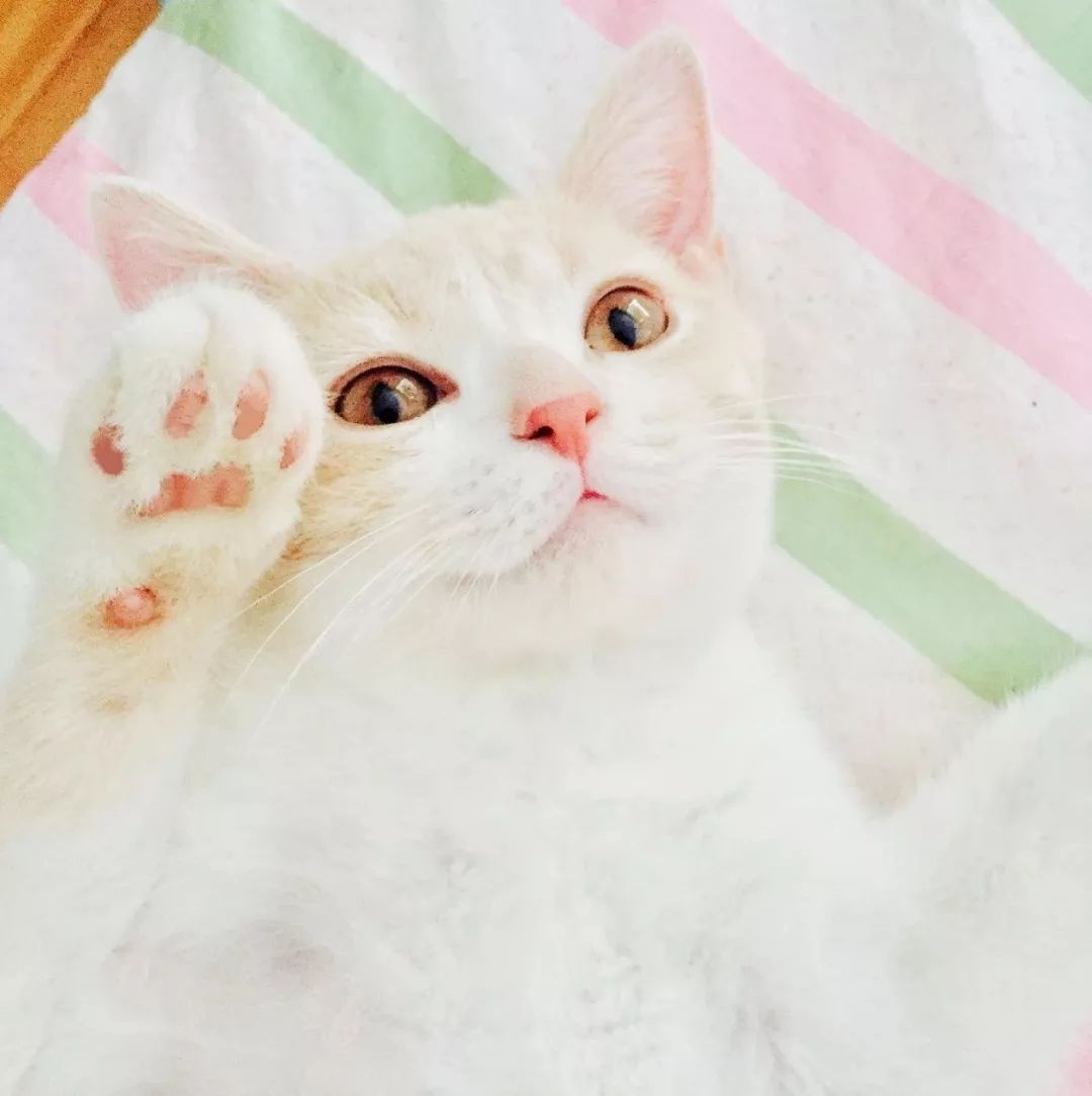 网易丁磊和网易严选,丁磊严选视频