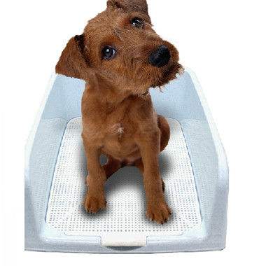 狗狗到处拉便便怎么办,狗狗怎么解决拉屎问题