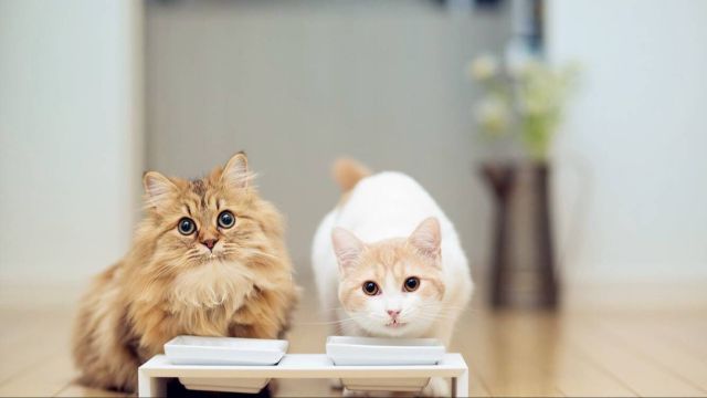 给猫咪洗澡的正确方法,给猫咪洗澡的全过程步骤技巧