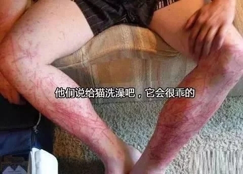 给猫咪洗澡的正确方法,给猫咪洗澡的全过程步骤技巧